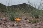 photo thumbnail #1