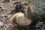2012-04-13 :: Baldy Francis Loop :: joebartels