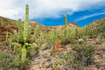 photo thumbnail #5