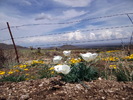 photo thumbnail #15