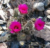 photo thumbnail #4