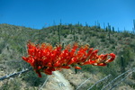 photo thumbnail #12