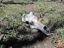 photo thumbnail #9