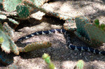 2012-04-15 :2: Desert Botanical Garden :: jochal