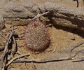 photo thumbnail #12