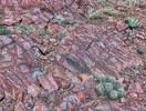 photo thumbnail #9