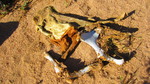 photo thumbnail #4