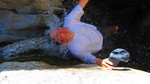 photo thumbnail #11