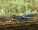 photo thumbnail #12
