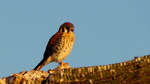 photo thumbnail #5
