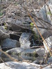 photo thumbnail #9