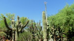 photo thumbnail #4