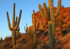 photo thumbnail #4