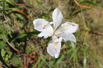 photo thumbnail #14