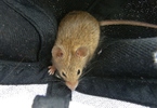 photo thumbnail #14