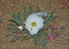 photo thumbnail #15