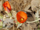 photo thumbnail #2