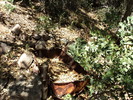 photo thumbnail #10