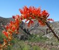 photo thumbnail #11