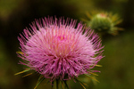 photo thumbnail #13