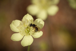 2012-04-30 :2: Aravaipa Canyon :: NatureKopelli