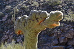 photo thumbnail #2