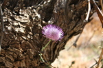 photo thumbnail #1