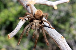photo thumbnail #6