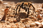 photo thumbnail #7