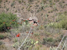 photo thumbnail #6