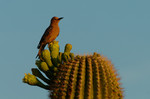photo thumbnail #3