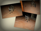 photo thumbnail #10