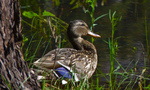 photo thumbnail #8