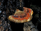 photo thumbnail #6