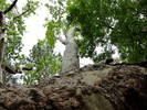 2012-05-09 :: Madera Canyon Meander :: rwstorm