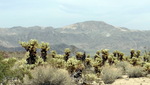 photo thumbnail #13