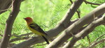 photo thumbnail #4