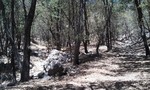 photo thumbnail #5