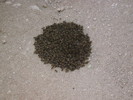 photo thumbnail #15