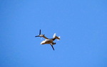 photo thumbnail #4