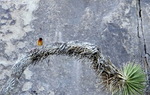 photo thumbnail #14