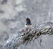 photo thumbnail #15