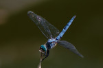 photo thumbnail #2