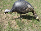 photo thumbnail #7