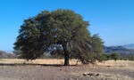 photo thumbnail #10