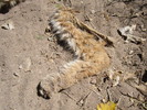 photo thumbnail #12