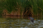 photo thumbnail #13