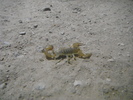 photo thumbnail #11