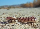 photo thumbnail #8