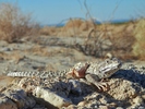 photo thumbnail #6